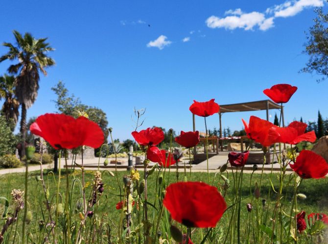 Parc Galea